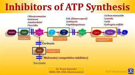 inhibitors of electron transport chain ppt|Electron Transport Chain and Oxidative Phosphorylation .